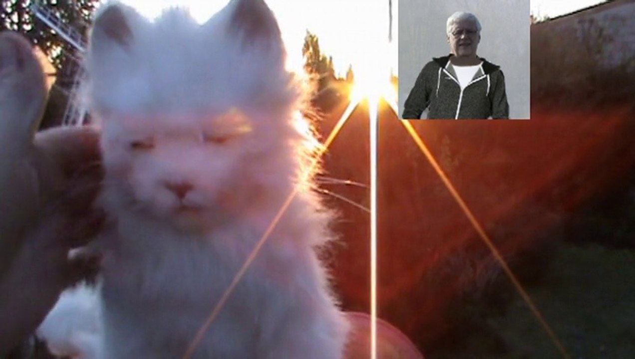 chiens et chats