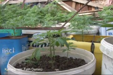 Saksılarda Hint keneviri tarlası