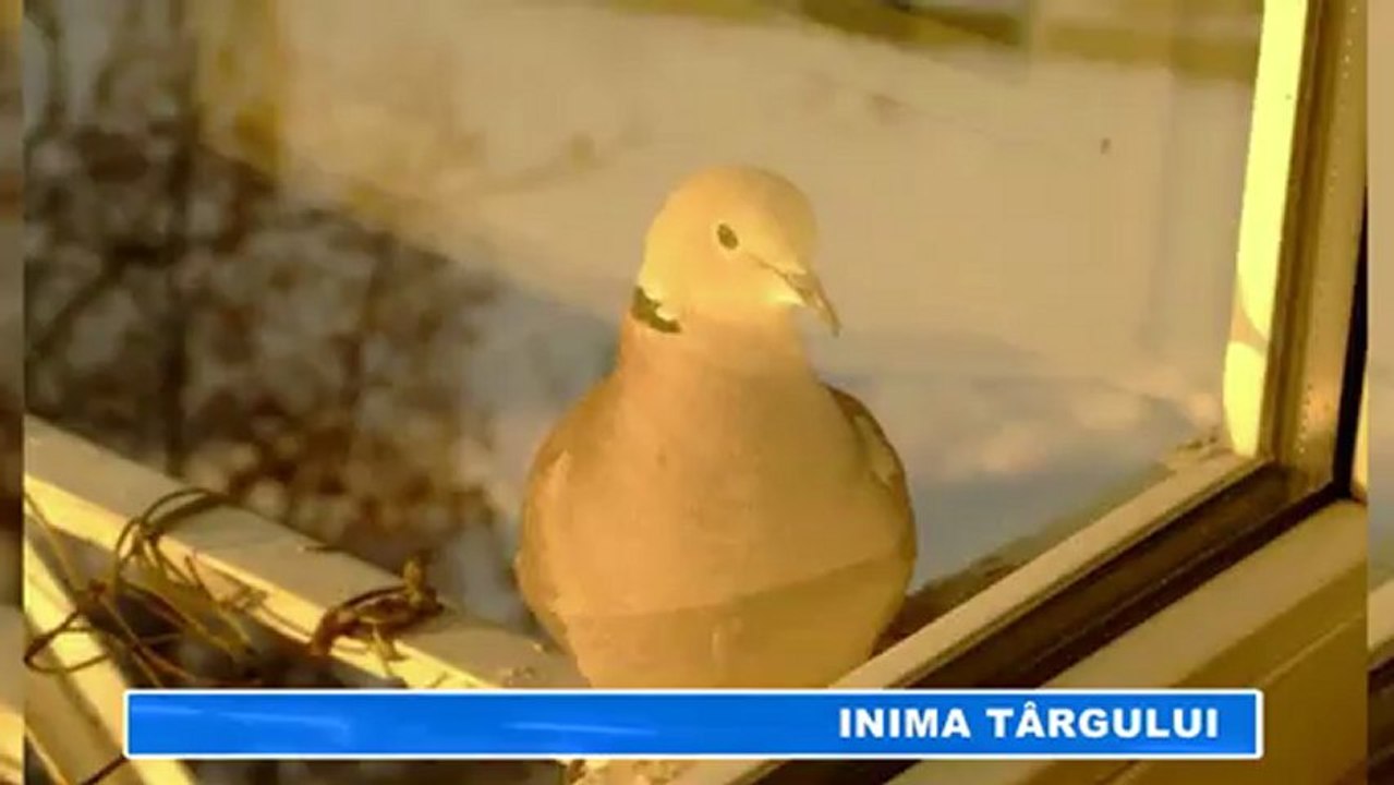 INIMA TARGULUI