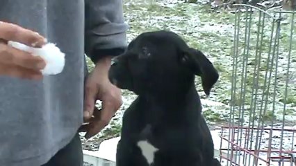 Femelle cane corso 7 semaines