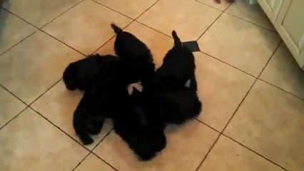 Six chiots font la ronde