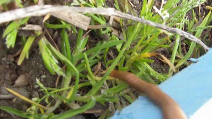 très long scolopendre-geophilomorphe-Himantarium-gabrielis