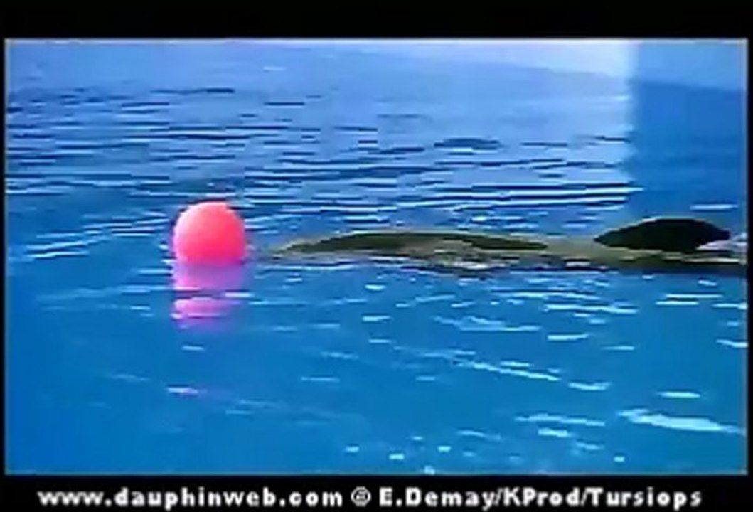 Chasse de dauphins en Australie