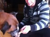 Dog with terminal cancer gets epic last meal