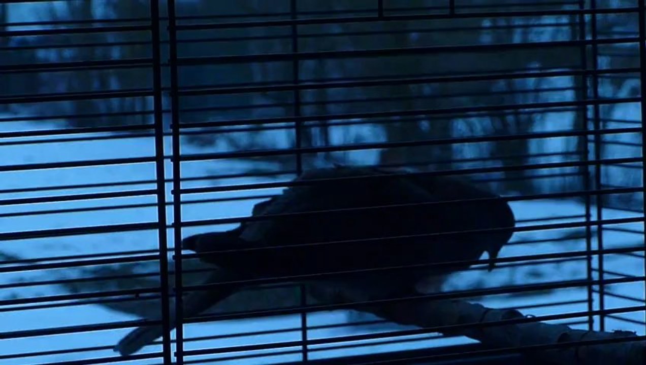 chant1 hybride rieuse turque