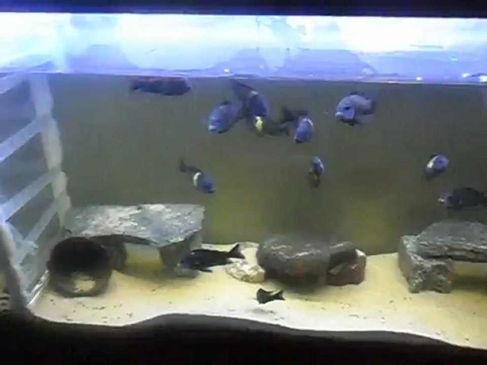 duboisi maswa kolonim ve yavruları.