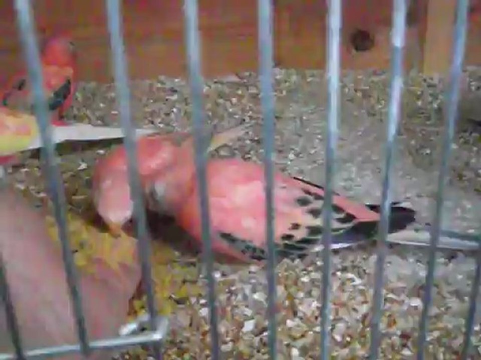 bourkes et la patée à la main