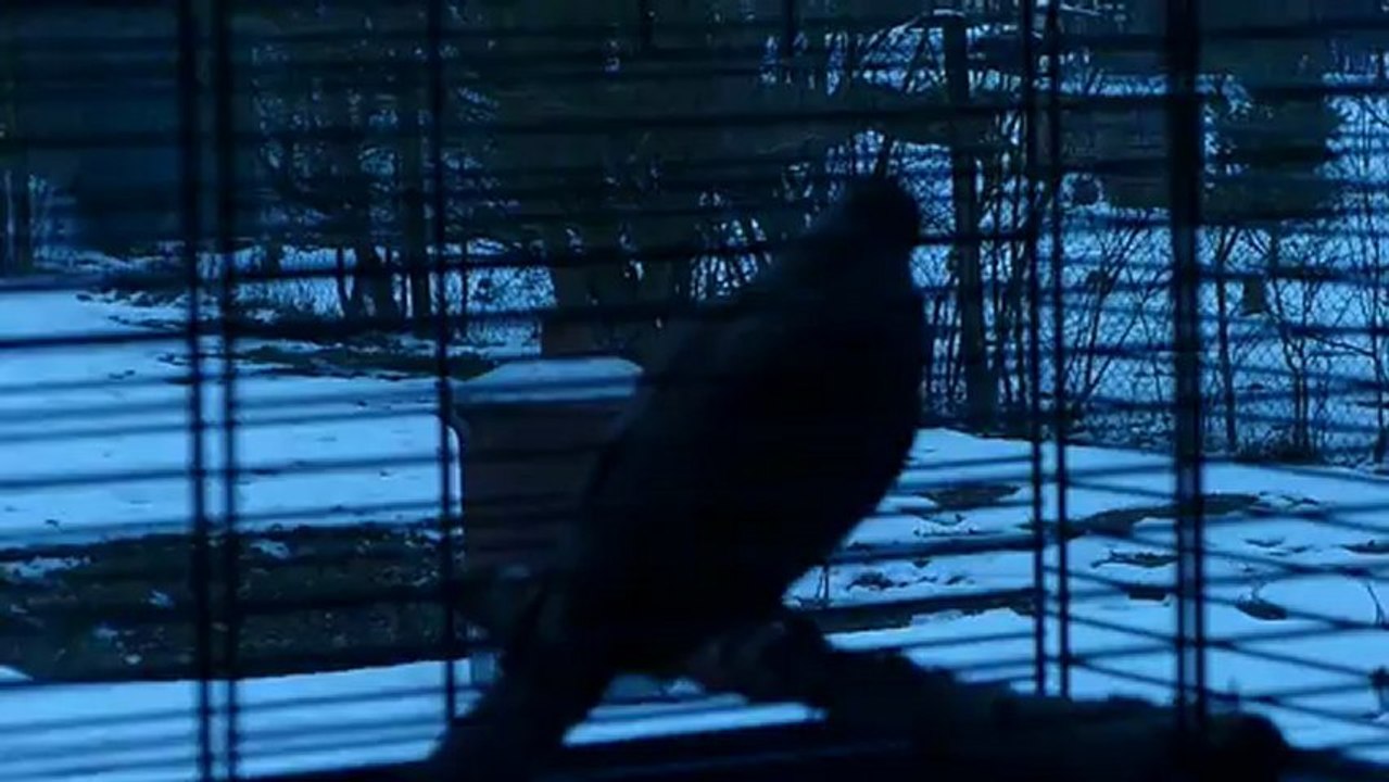 chant3 hybride rieuse turque