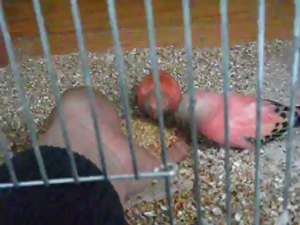 bourke qui mange dans la main