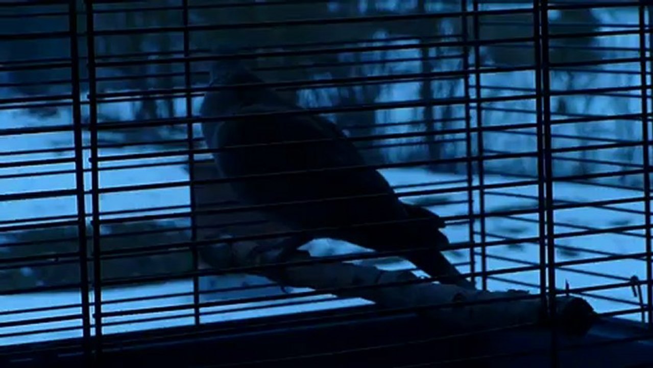 chant4 hybride rieuse turque