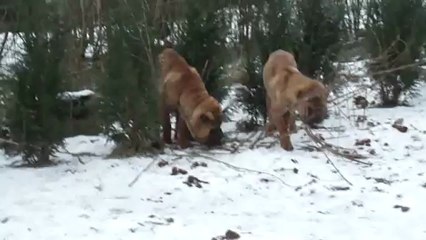 Maltraitance à Aywaille