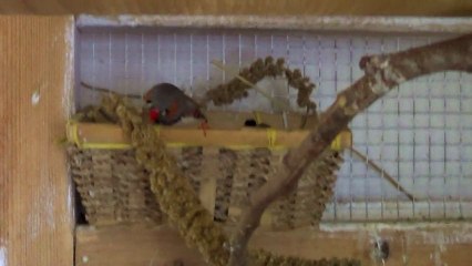 Mes Oiseaux - Nokia et les 40 voleurs