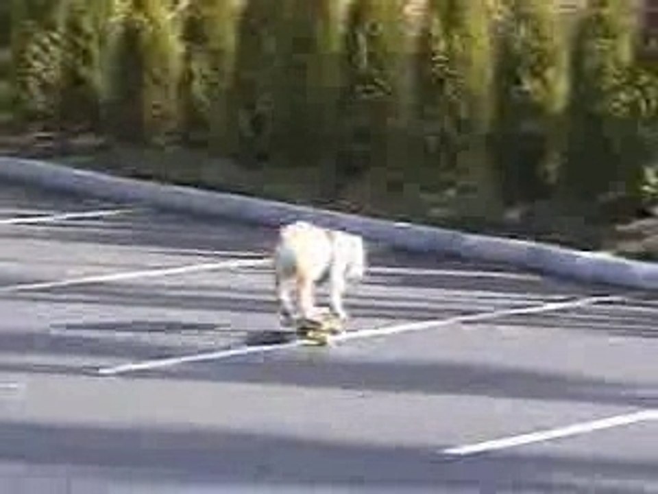 chien qui fait du skate