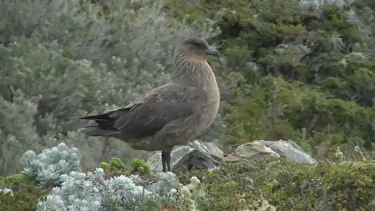 Ushuaia Vol.1