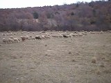 moutons merinos