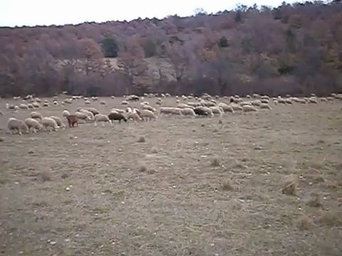 moutons merinos