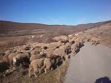 moutons merinos