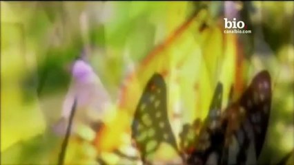 Dr. Eben Alexander: O Paraíso existe!