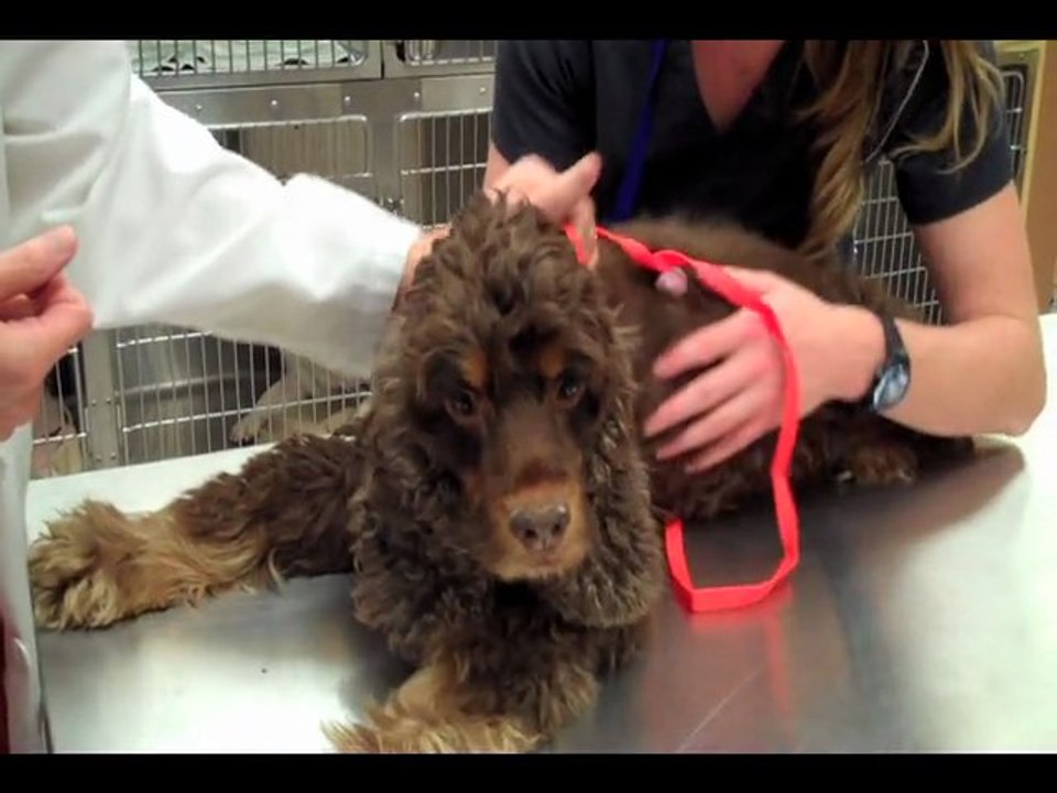 Micro Chips - Will your pet stay?  Woodstock Ball Ground Vet Georgia