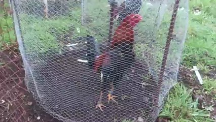 coqs coqpassiion911  A VENDRE