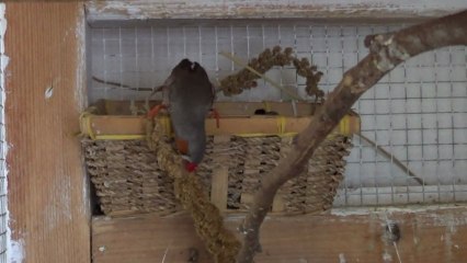 Un Diamant Mandarin VS Un Moineau du Japon