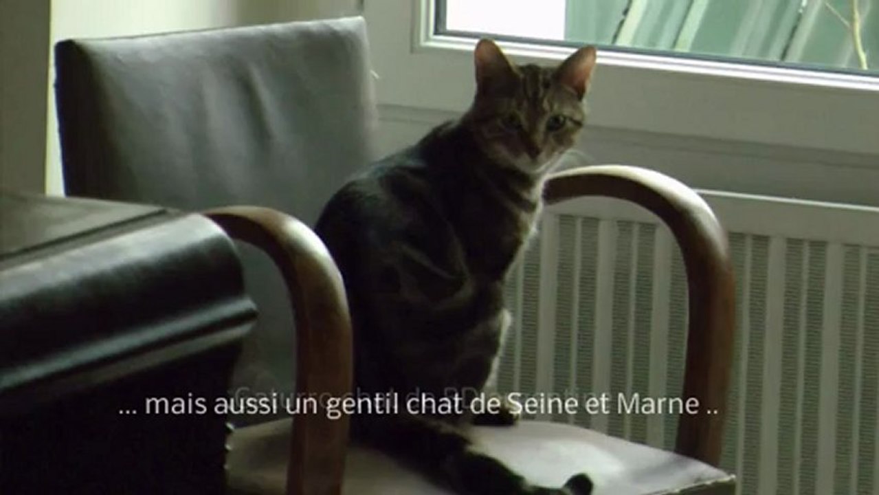 Gaturro? Chat fou ? Chat hilarant? Chat artiste?