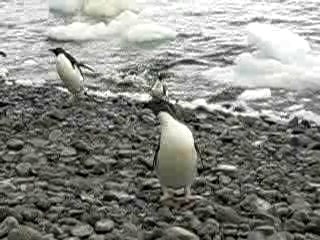 antarctique-pingouins-arrivent