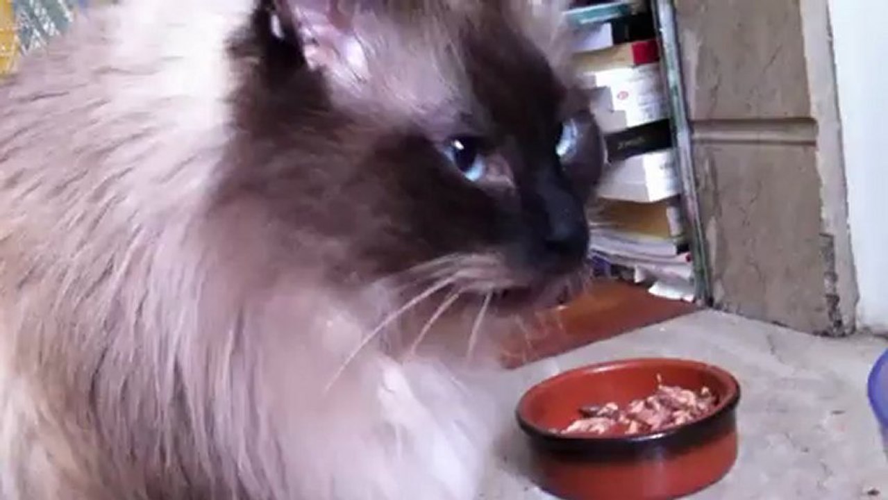 Shalimar miam !