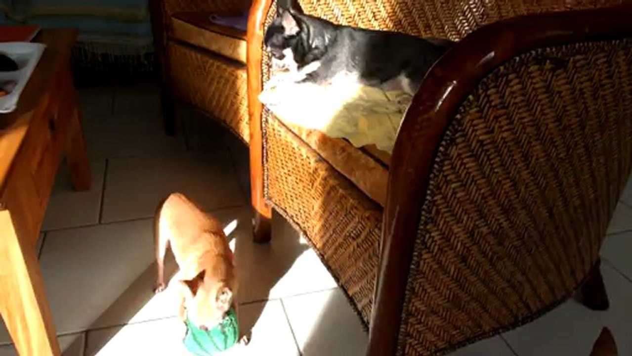 Un dimanche ordinaire chez les chihuahuas