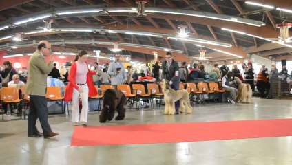 perpignan dog show chloé bob young