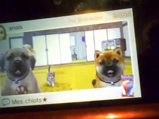 présentation de ma nouvelle partie sur nintendogs + cats ( très court )