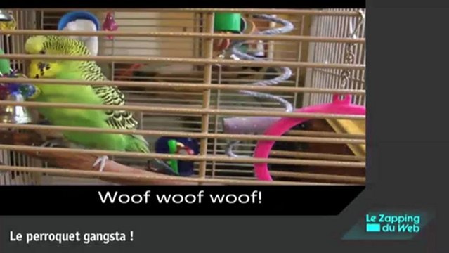 Un petit florilège de gags et de chutes de nos amis les bêtes.