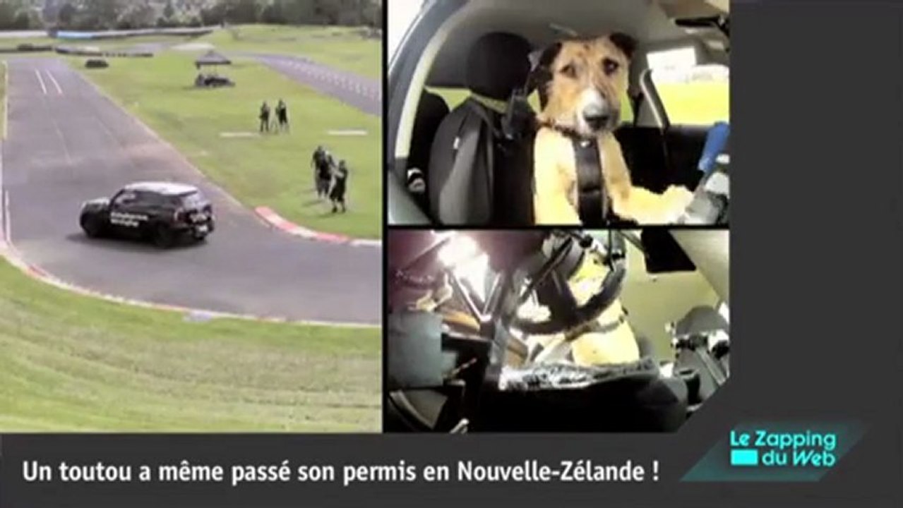 2012 Les animaux les plus drôles