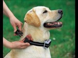 Stop Excessive Barking With Spray Barck Collar - PetStreetMall.com