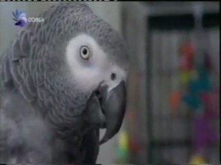 Loros inteligentes: Alex & Griffin (Irene Pepperberg)