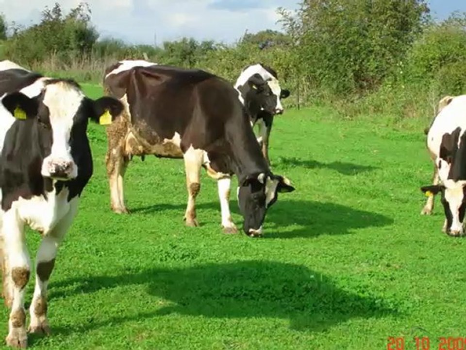 Cayır mera tohumu ne zaman ekılır,cayır ekım zamanı