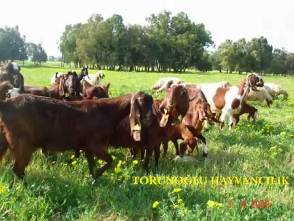 halep kecileri ciftlikleri,halep kecisi satılık,sahibinden halep kecisi satılık