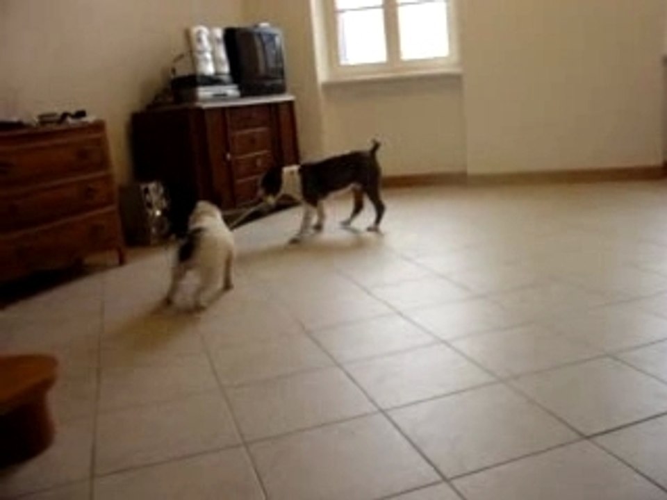 Bull terrier VS Bouledogue - round 2