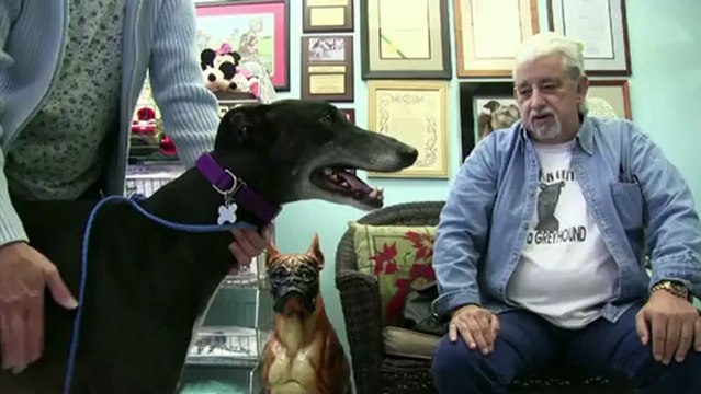 Carreras de galgos en decadencia