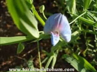 Mürdümük cesitleri,mürdümük ekimi,mürdümük hangi aylarda ekimi yapılır