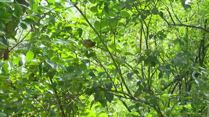 Passereau qui stridule ?