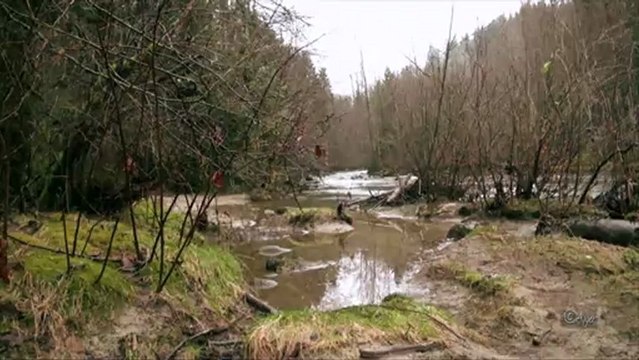 Coquitlam River, British Columbia