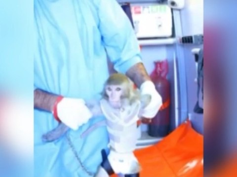 Un singe envoyé dans l'espace selon les médias iraniens