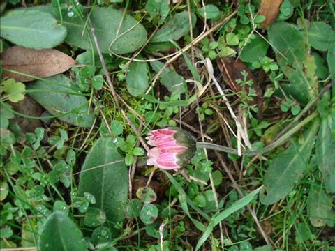 beşpınar ayvacık ( spil ) 2013