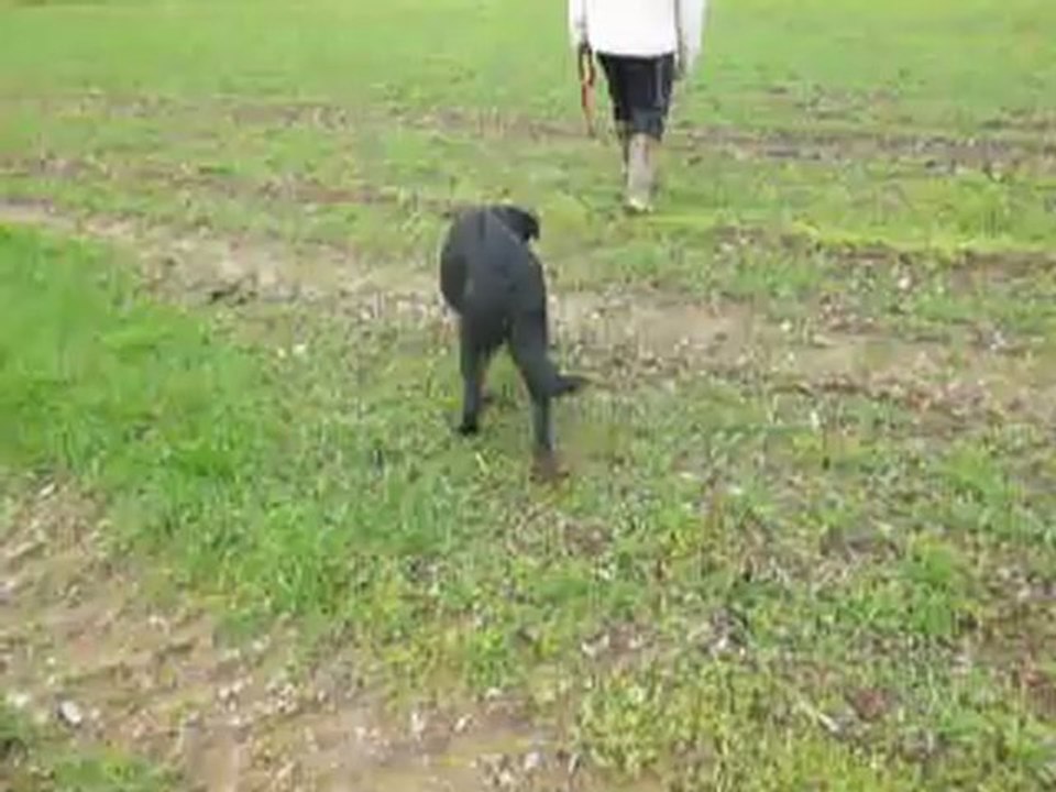 Herge 28jan Baya X Ultimo