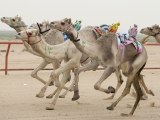 Camels Race To The Finish Across India's Sand Dunes