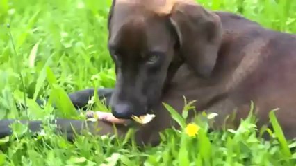 Otto - il cane meticcio color cioccolato