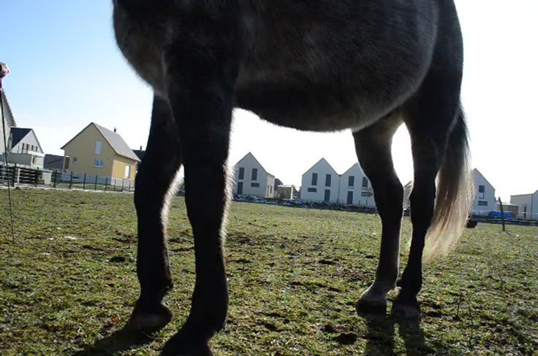 Travail en liberté : couché, levade, puis cabré - câlin
