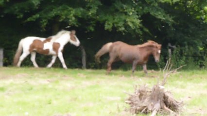 Olanda été 2012 Liberté (1)