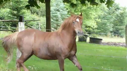 Olanda Eté 2012 Liberté (2)